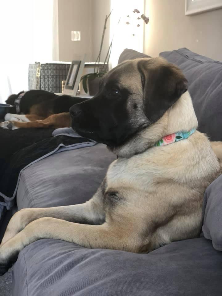 Adrianna's dogs Chai and Latte